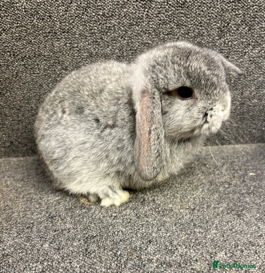 Mini Lop rabbits for sale: Mini Lop x Dwarf Lop Babies - Advert 19