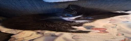 Mixed Breed cats for sale: Little boy ready for his new home - Advert 6