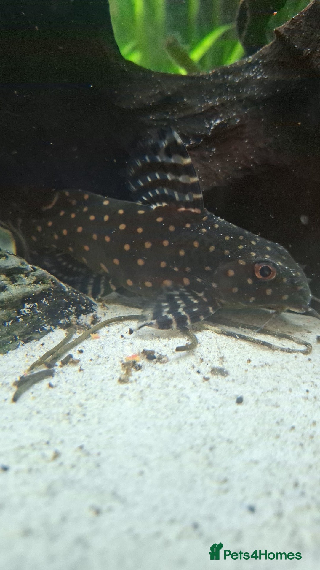 Catfish fish Catfish  - Advert 4