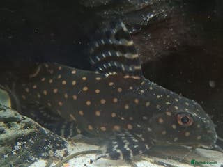 Catfish fish Catfish - Advert 5