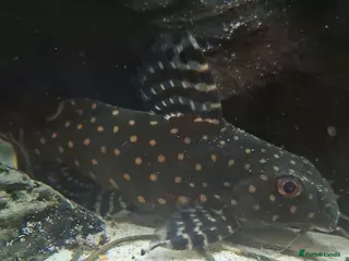 Catfish fish Catfish - Advert 14