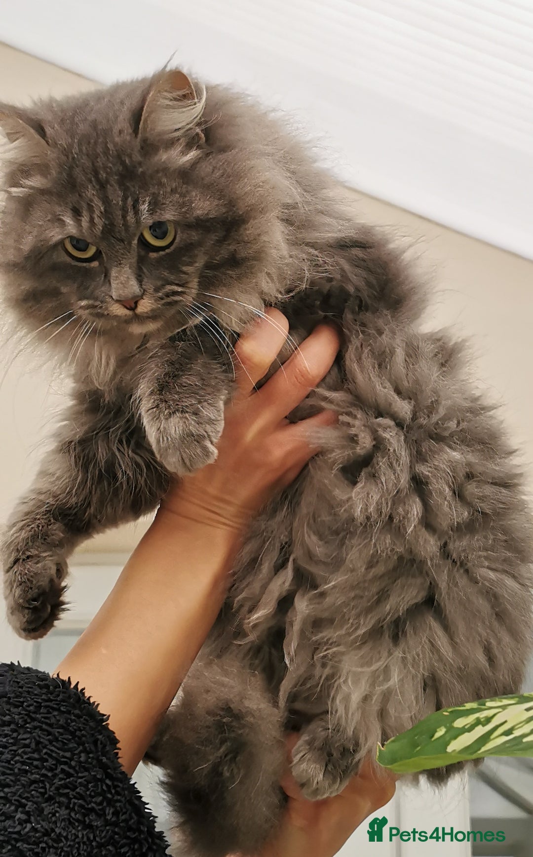 Siberian cats for sale: Stunning Siberian Silver Junior Queen  - Advert 3