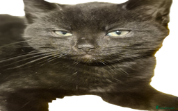 Mixed Breed cats for sale: Lovely kittens - Image 7