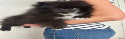 Pomeranian dogs for sale: Pomeranians - Advert 4