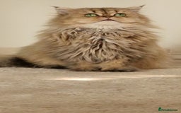 Persian cats for sale: Mother and daughter chinchilla persians - Image 3