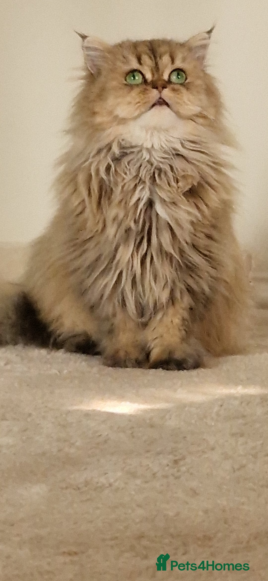 Persian cats for sale: Mother and daughter chinchilla persians - Image 3