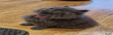 British Longhair 2 pink