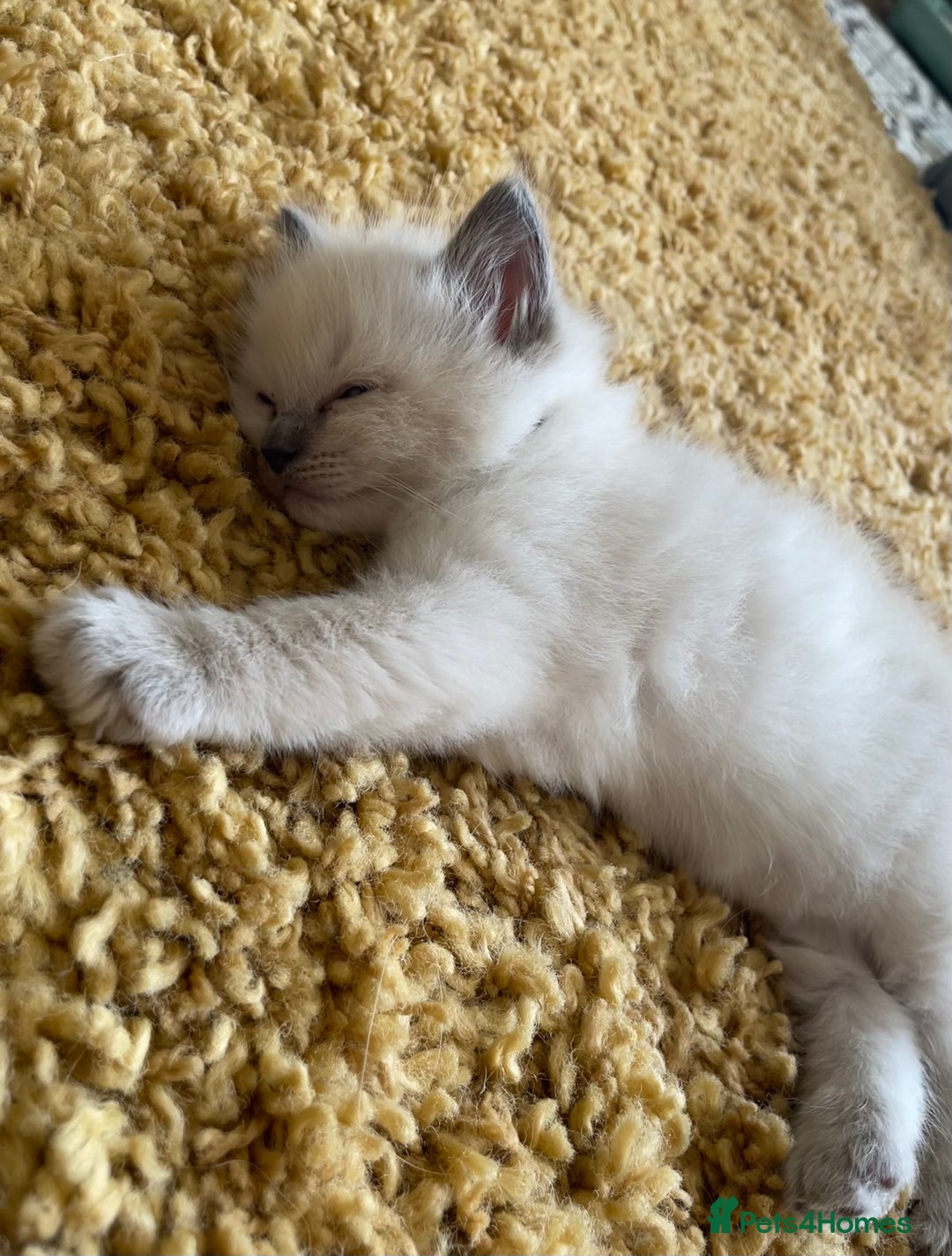 Ragdoll cats for sale: GCCF Ragdoll Kittens - Image 14