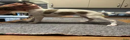 Whippet dogs for sale: Amazing whippet puppies  - Advert 7