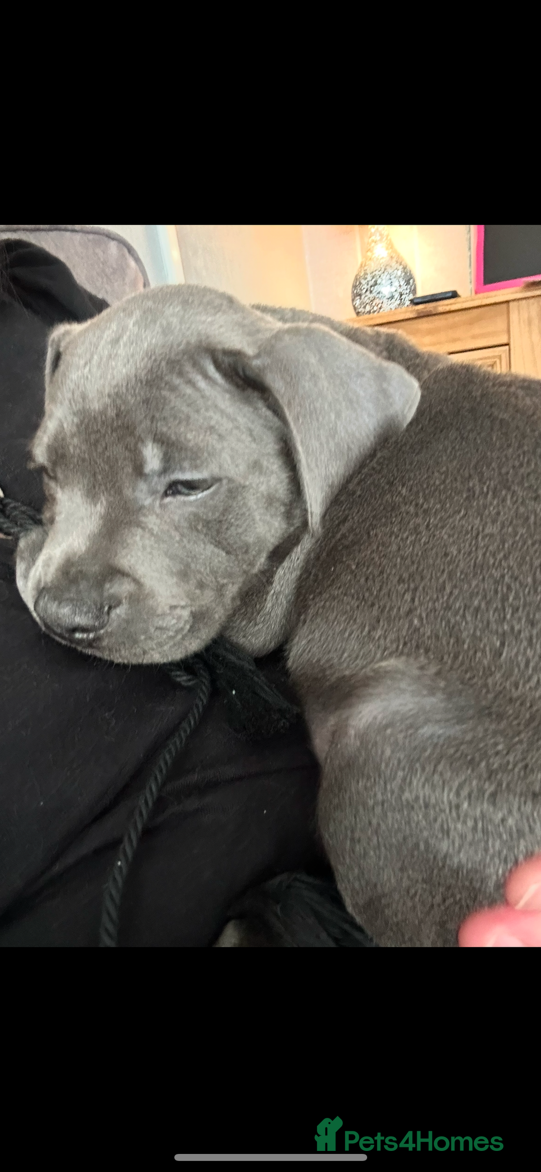 Staffordshire Bull Terrier dogs for sale: Blue staff pups  - Image 36