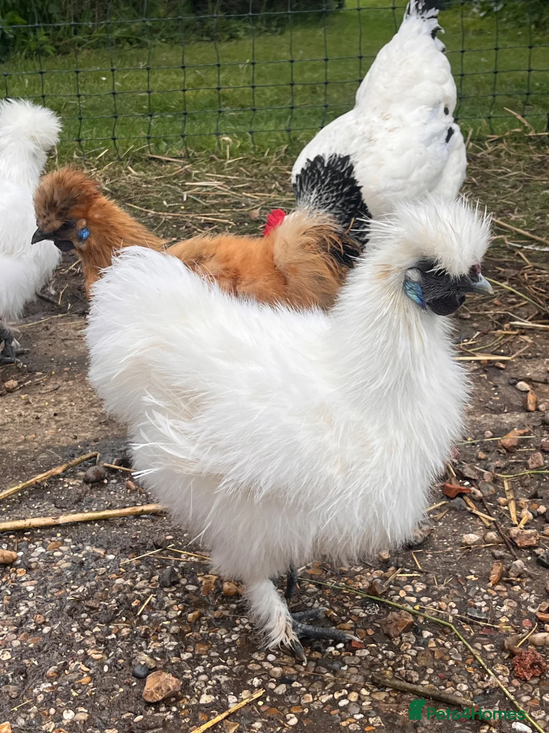Chickens poultry for sale: Silkie Bantams Cockerals in Sudbury - Advert 1