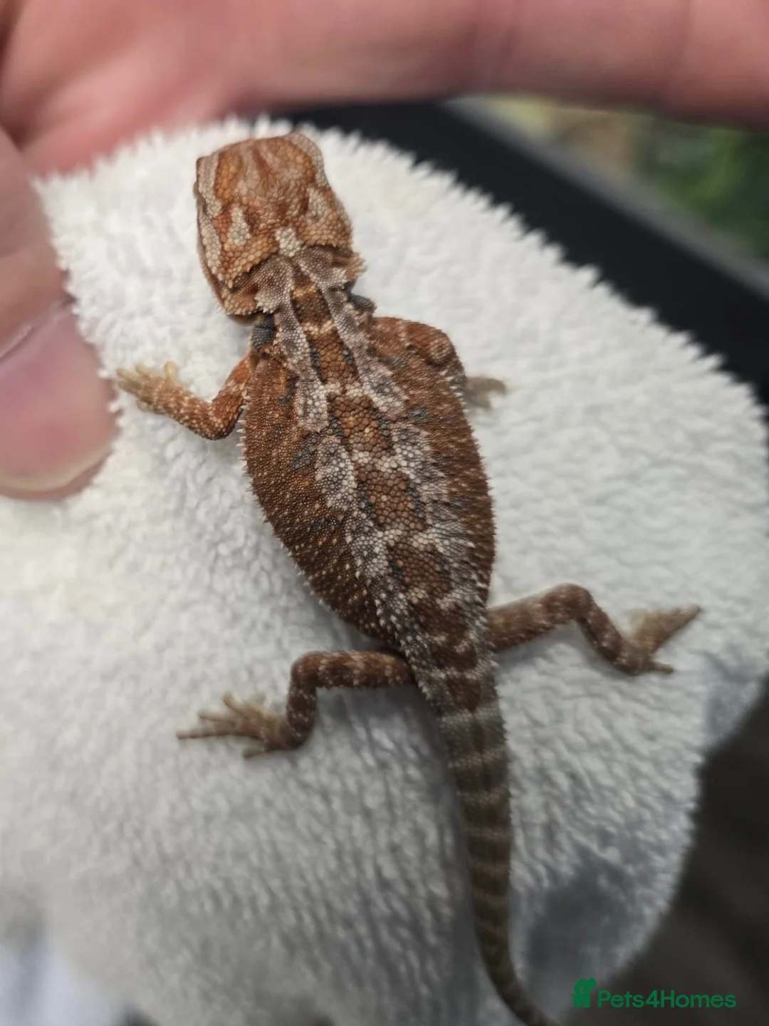 Bearded Dragon reptiles for sale: Red Monster blue bar and G stripe possible Chroma  - Advert 12