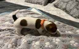 Jack Russell dogs for sale: Jack Russell Puppies for Sale  - Image 16