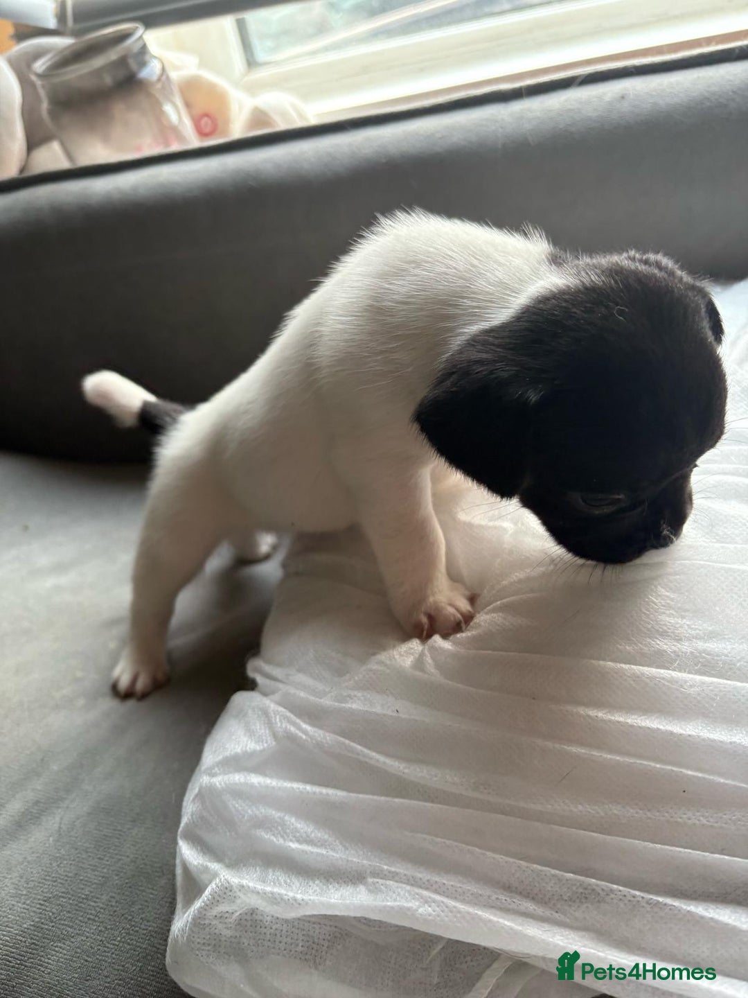 Mixed Breed dogs for sale: french bulldog x jack russell  - Image 8