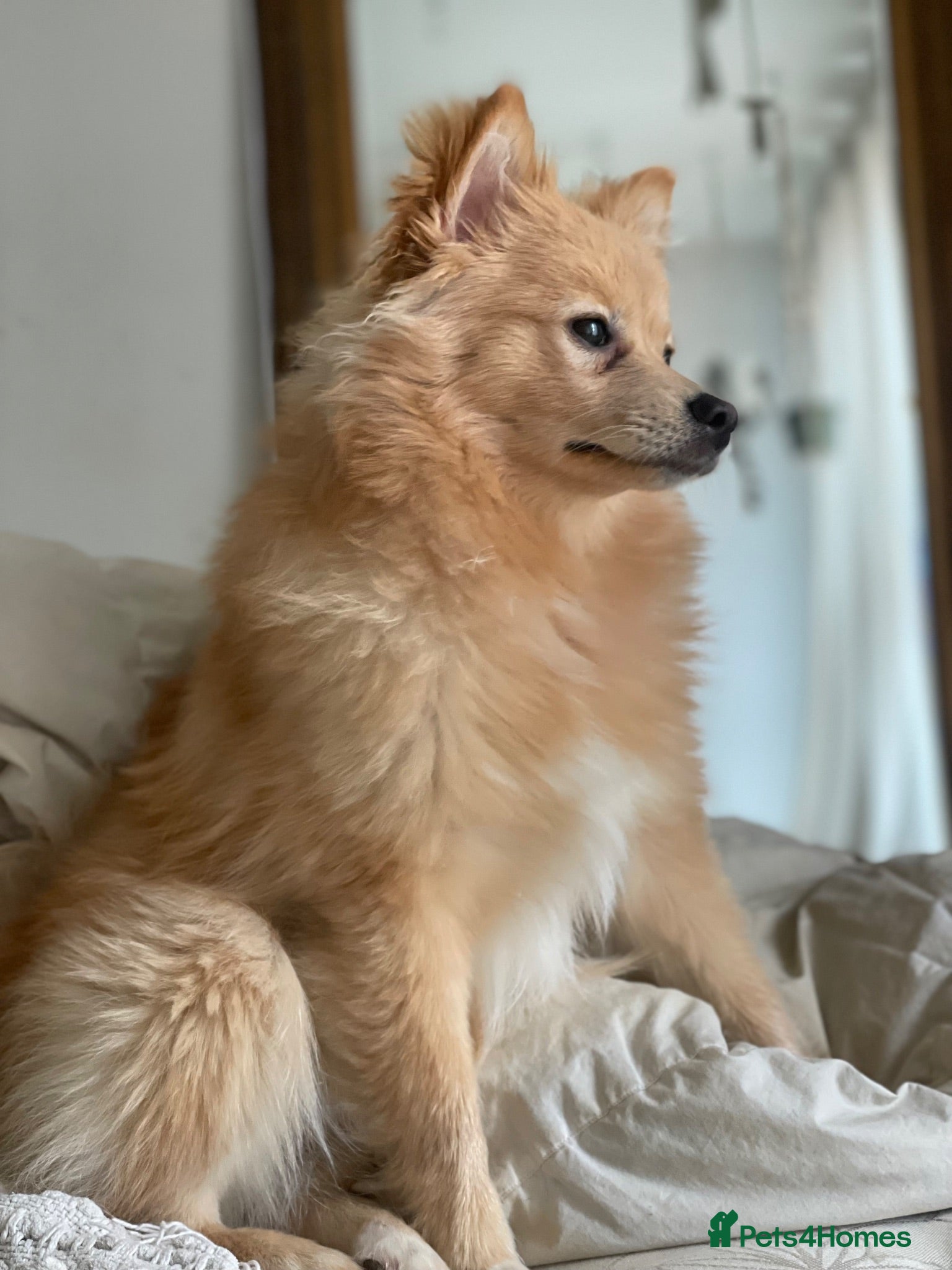 Pomeranian dogs 🐾 Beautiful Home-Raised Pomeranian Puppies   - Advert 2