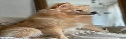 Pomeranian dogs for sale: 🐾 Beautiful Home-Raised Pomeranian Puppies   - Advert 1