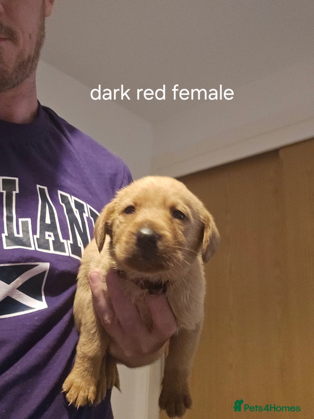 Labrador Retriever dogs for sale: Fox red kc labrador puppies - Image 6