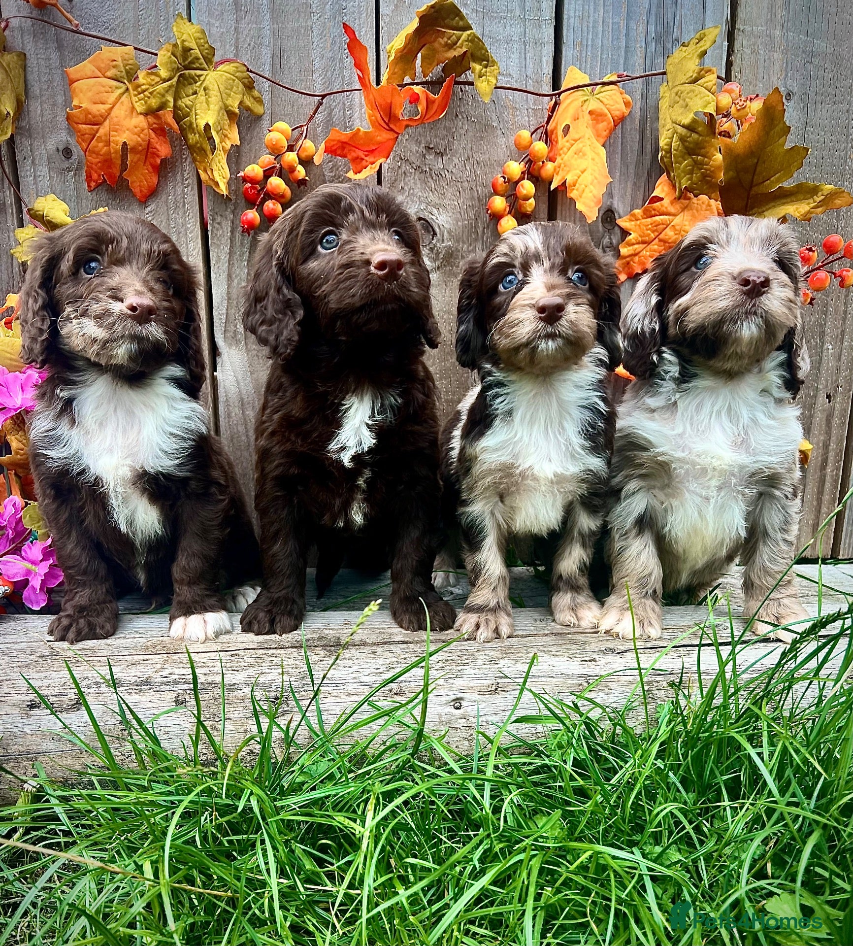 Sproodle dogs Rare Sproodle Doodle Merle Chocolate Puppies  - Advert 6
