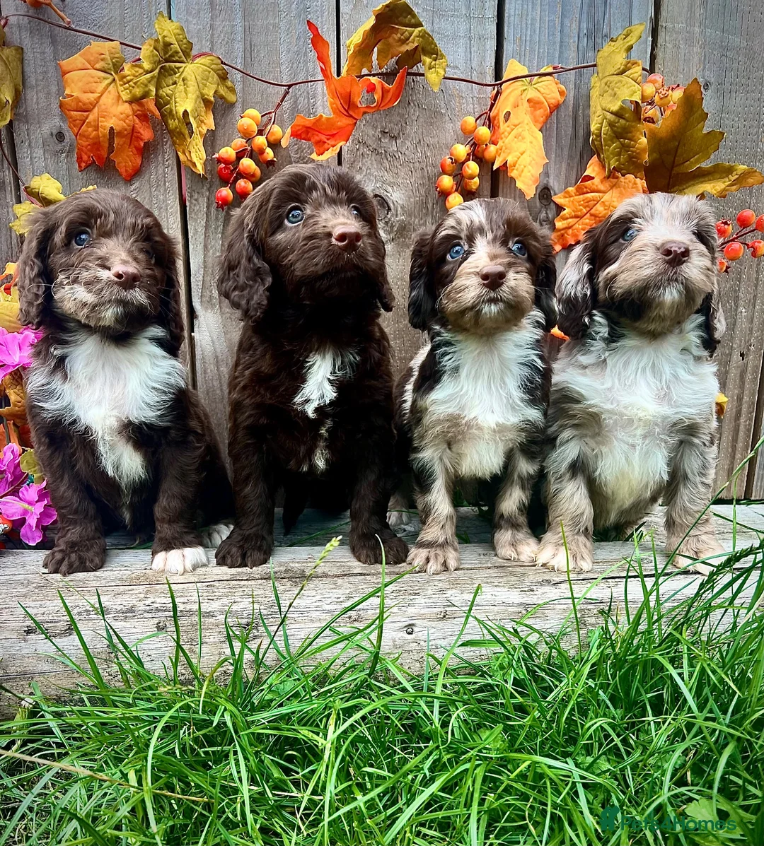Sproodle dogs for sale: Rare Sproodle Doodle Merle Chocolate Puppies  - Advert 1