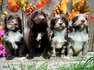 Sproodle dogs Rare Sproodle Doodle Merle Chocolate Puppies - Advert 6