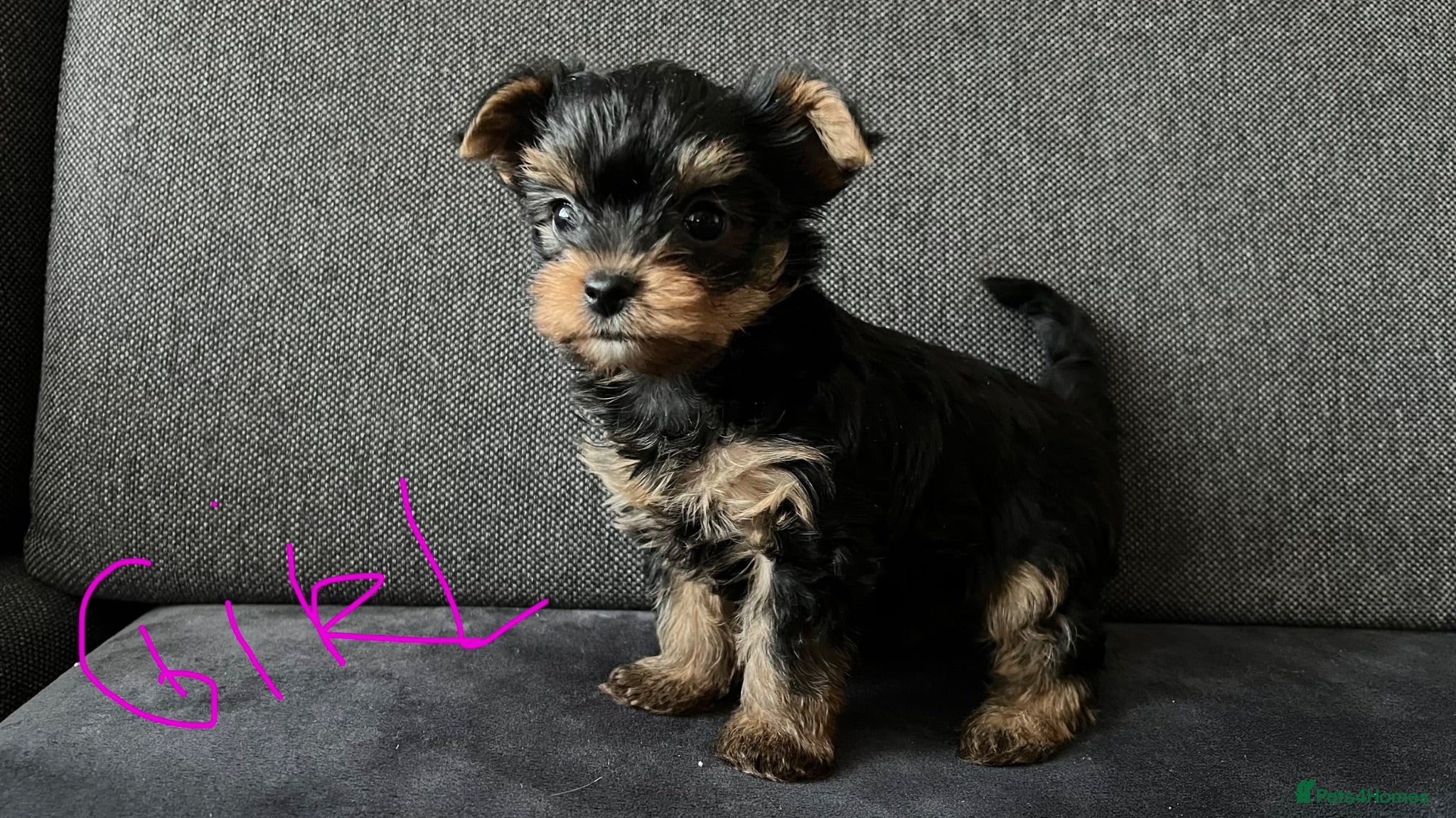 Yorkshire Terrier dogs Tiny pedigree Yorkie pups.  - Advert 16