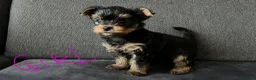 Yorkshire Terrier dogs for sale: Tiny pedigree Yorkie pups.  - Advert 1