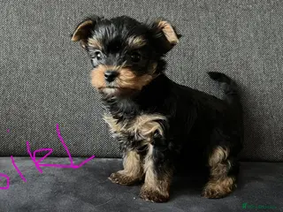 Yorkshire Terrier dogs Tiny pedigree Yorkie pups. - Advert 16