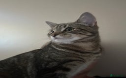 British Shorthair cats for sale: Tabby Cat - Image 3