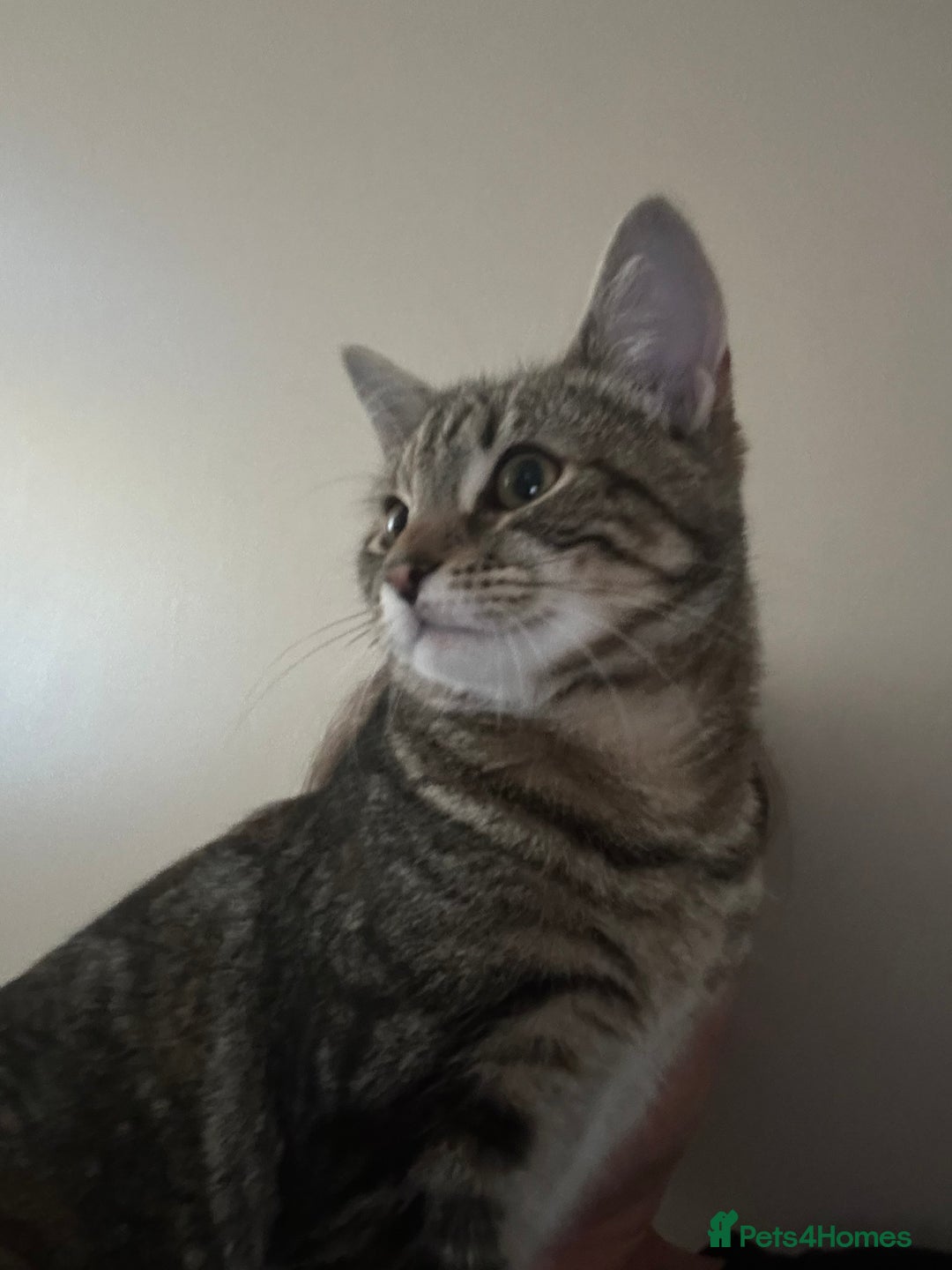 British Shorthair cats for sale: Tabby Cat - Image 3