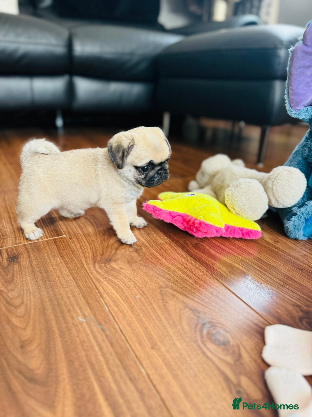 Pug dogs for sale: Gorgeous girl pugs in Rochester - Image 14