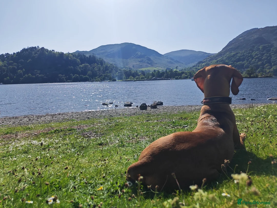 Hungarian Vizsla dogs for sale: Beautiful pedigree Hungarian vizsla litter of 9  - Advert 32