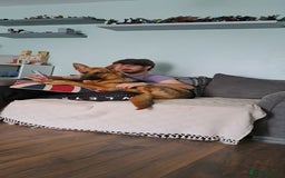 German Shepherd dogs for sale: 1 year old german Shepherd  - Advert 6