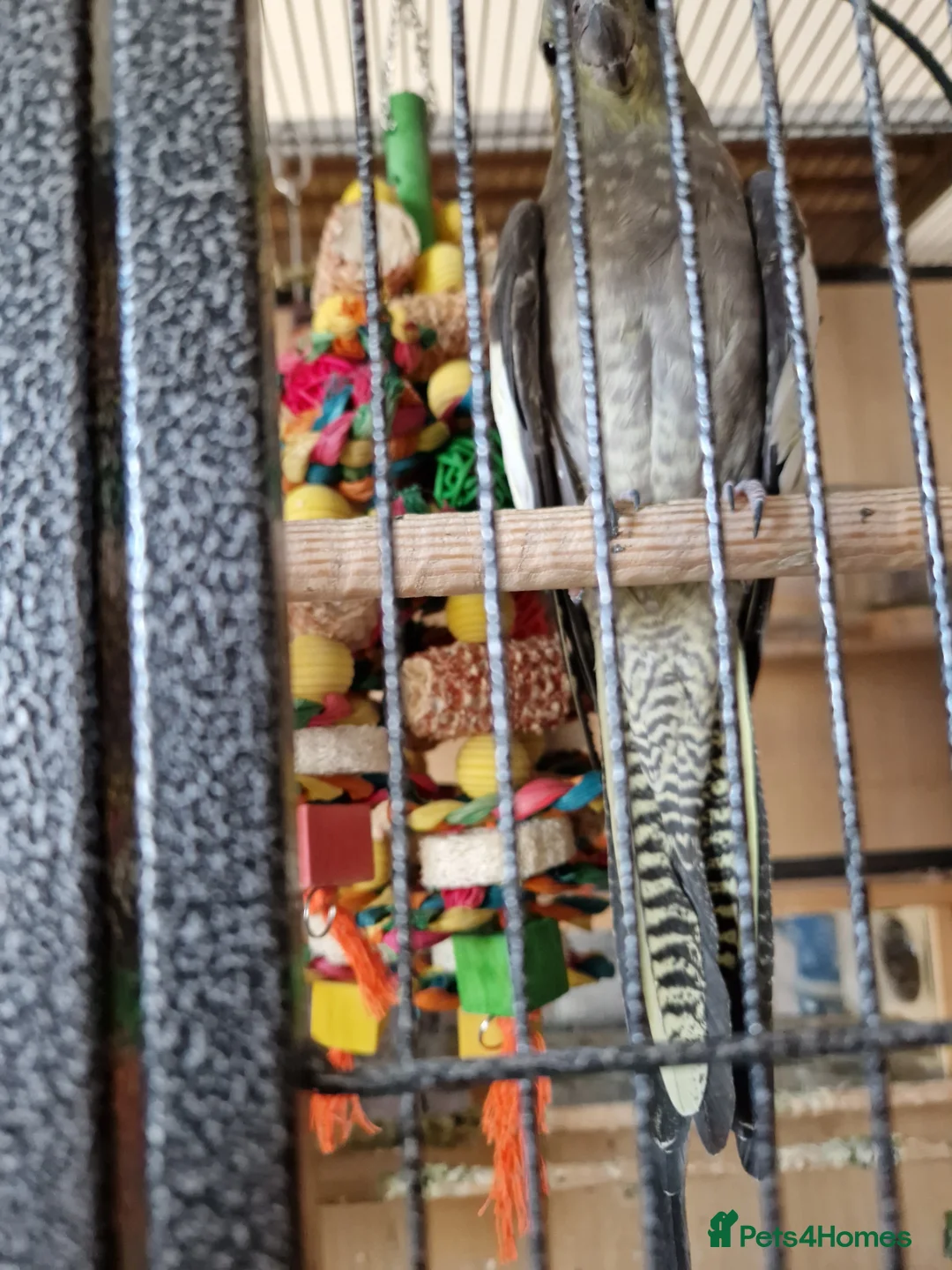 Cockatiels birds for sale: 3 young cockatiels in Boston - Advert 3