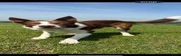 Border Collie dogs for stud: Available for stud, exceptionally well bred collie - Advert 4