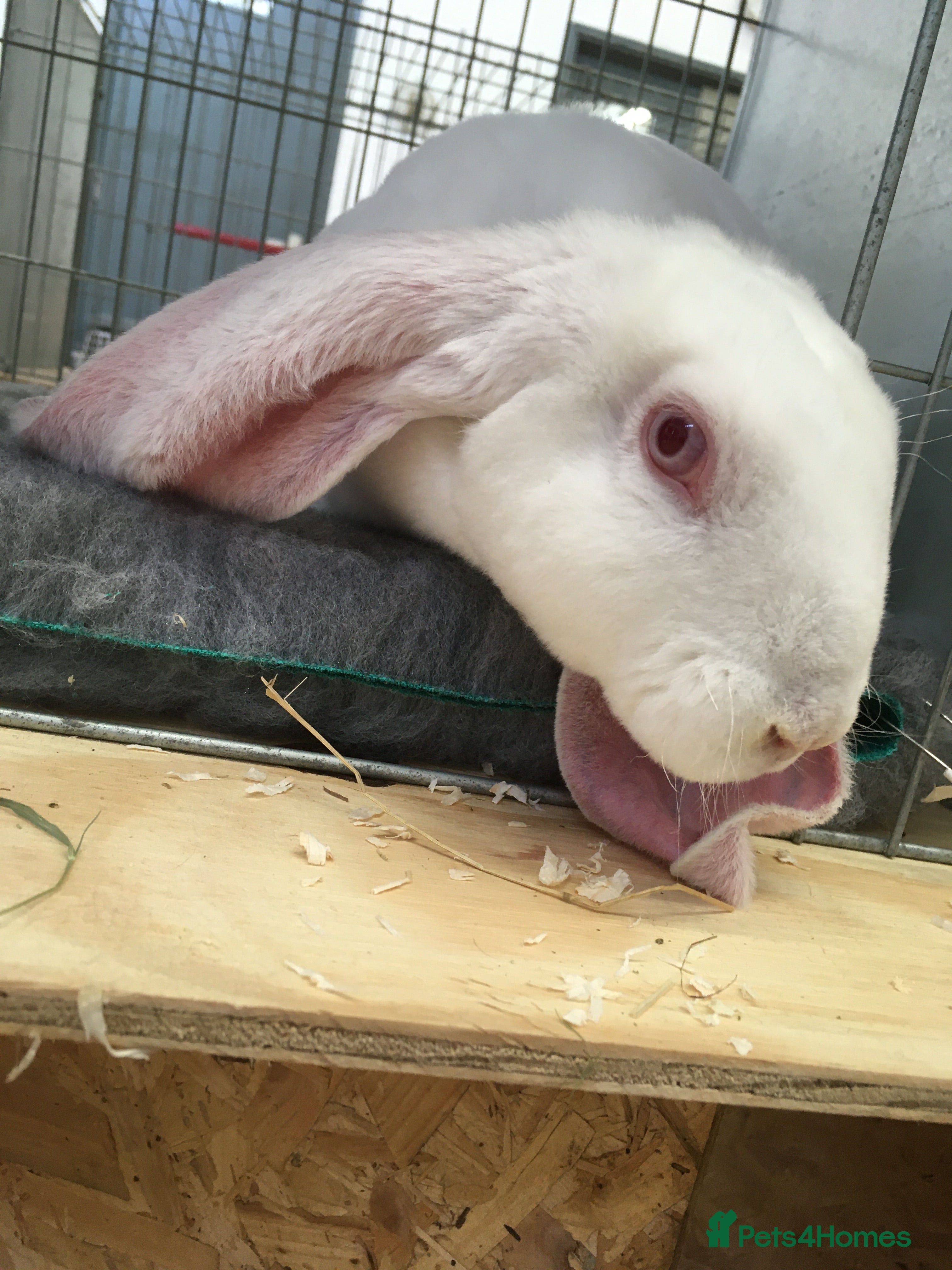 English Lop rabbits Velveteen Lop buck youngster  - Advert 2