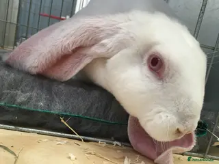 English Lop rabbits Velveteen Lop buck youngster - Advert 2