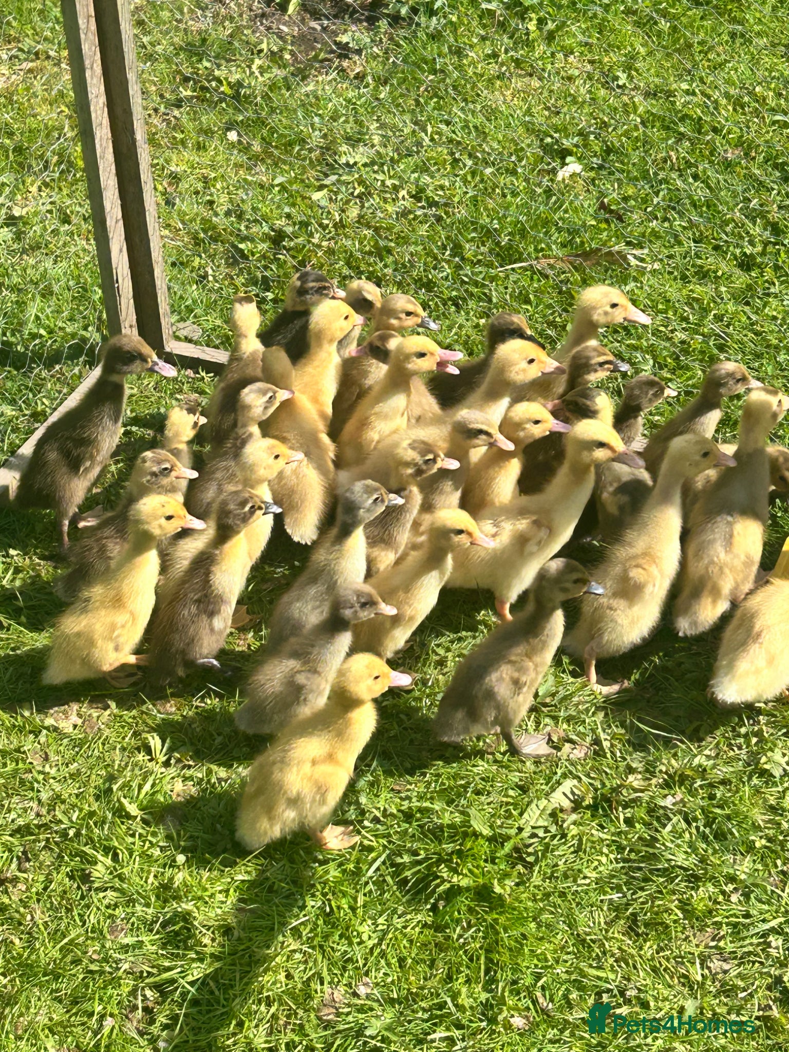 Ducks poultry Unsexed Indian Runner Ducklings - Advert 6