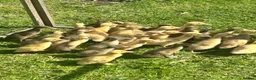 Ducks poultry for sale: Unsexed Indian Runner Ducklings - Advert 2