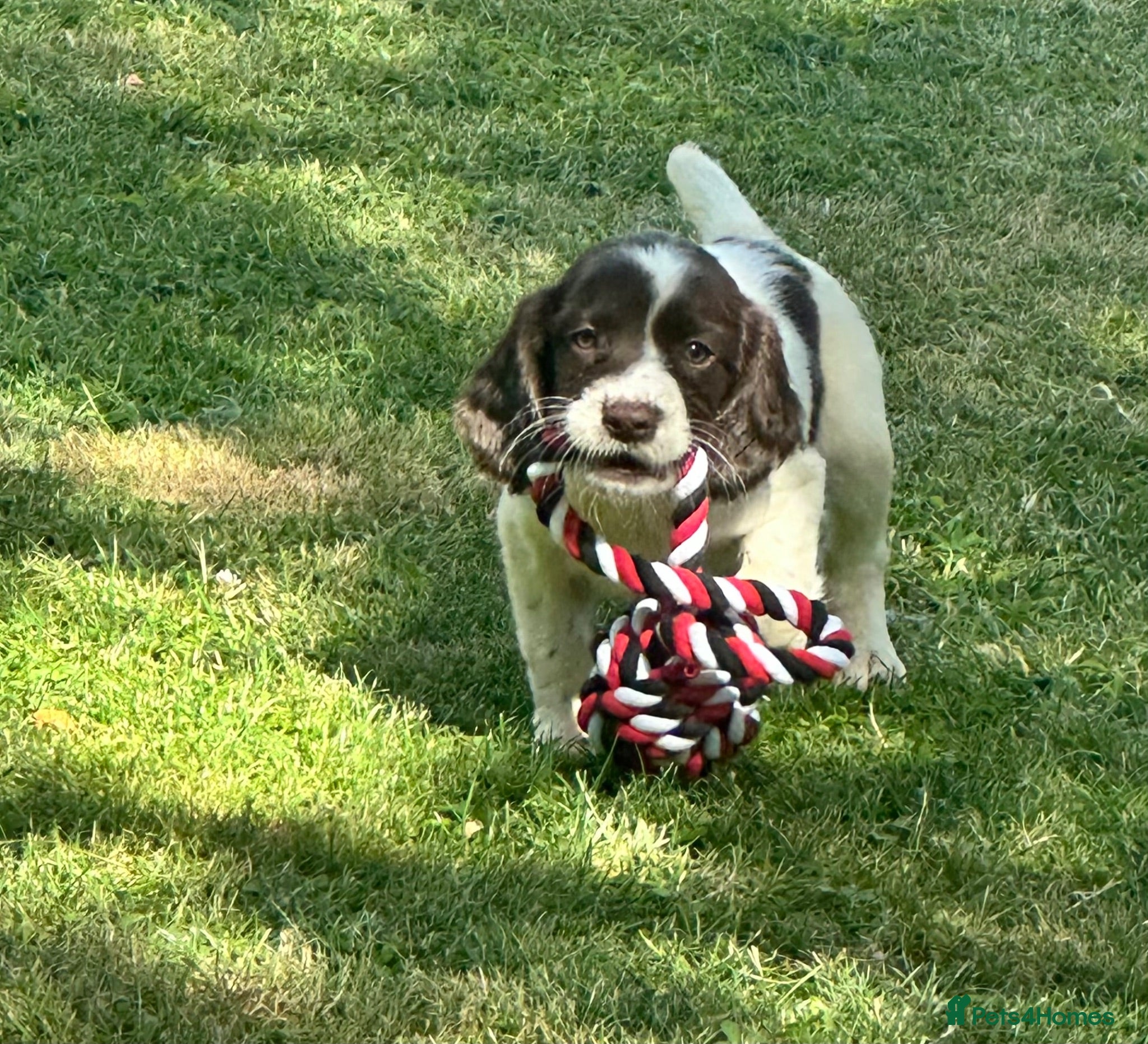 Sprocker dogs Sprocker  Puppies - Advert 6