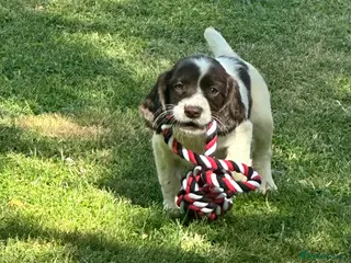 Sprocker dogs Sprocker Puppies - Advert 6