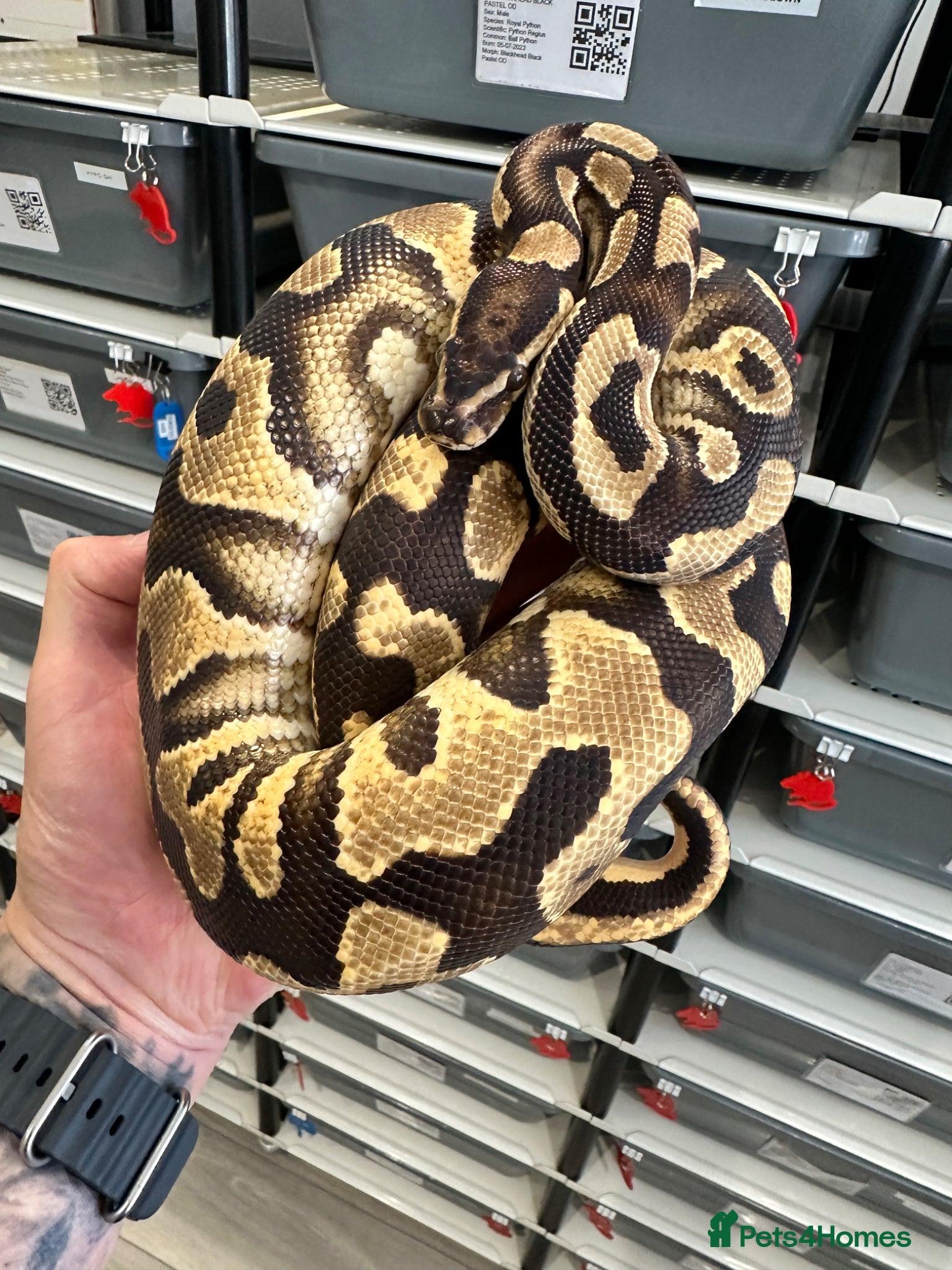 Python Snake reptiles Beautiful Royal Pythons for sale  - Advert 2