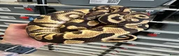 Python Snake reptiles for sale: Beautiful Royal Pythons for sale  - Advert 1