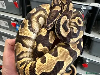 Python Snake reptiles Beautiful Royal Pythons for sale - Advert 2