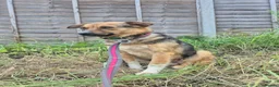 Mixed Breed dogs for adoption: Mandy - Dereham Norfolk  in Dereham - Advert 13