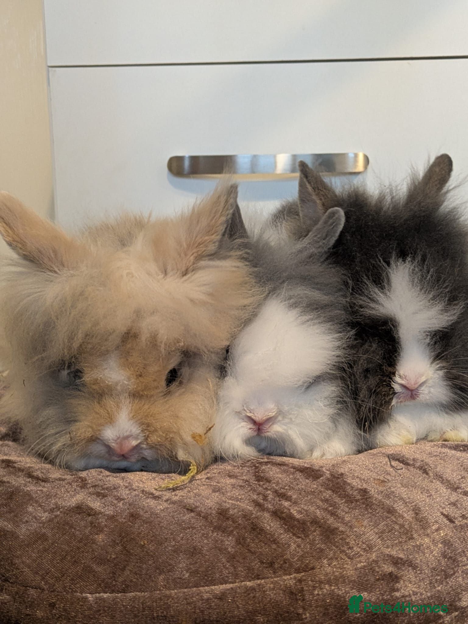 Lionhead rabbits Double main lionhead rabbits  - Advert 21