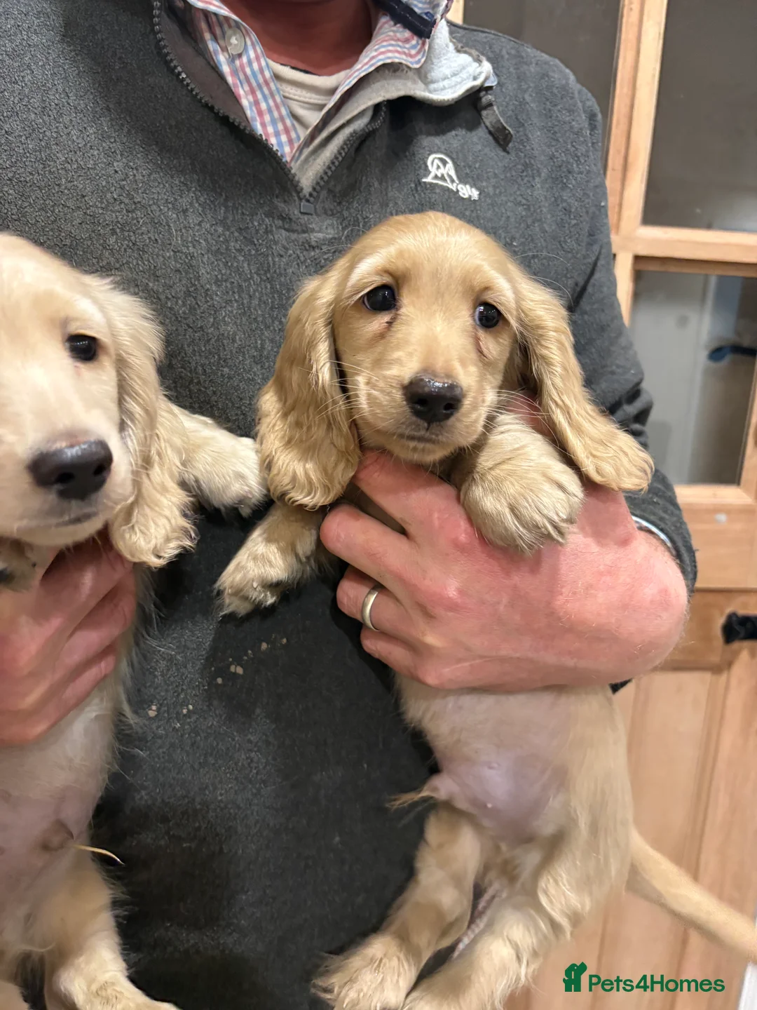 Miniature Dachshund dogs for sale: Miniature long haired dachshund boys  - Advert 3
