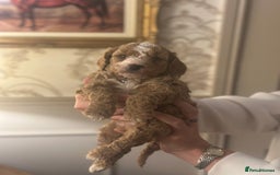 Shihpoo dogs for sale: F1b Shihpoo Puppies - 2 boys, 3 girls  - Advert 12