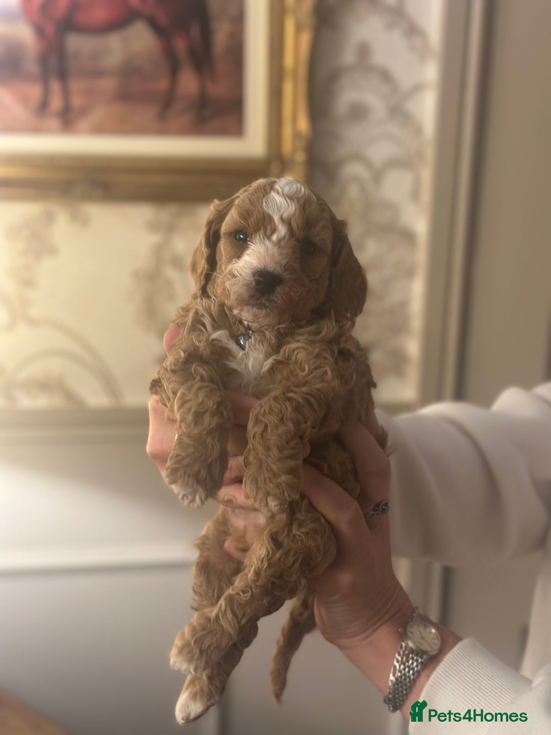 Shihpoo dogs for sale: F1b Shihpoo Puppies - 2 boys, 3 girls  - Advert 12