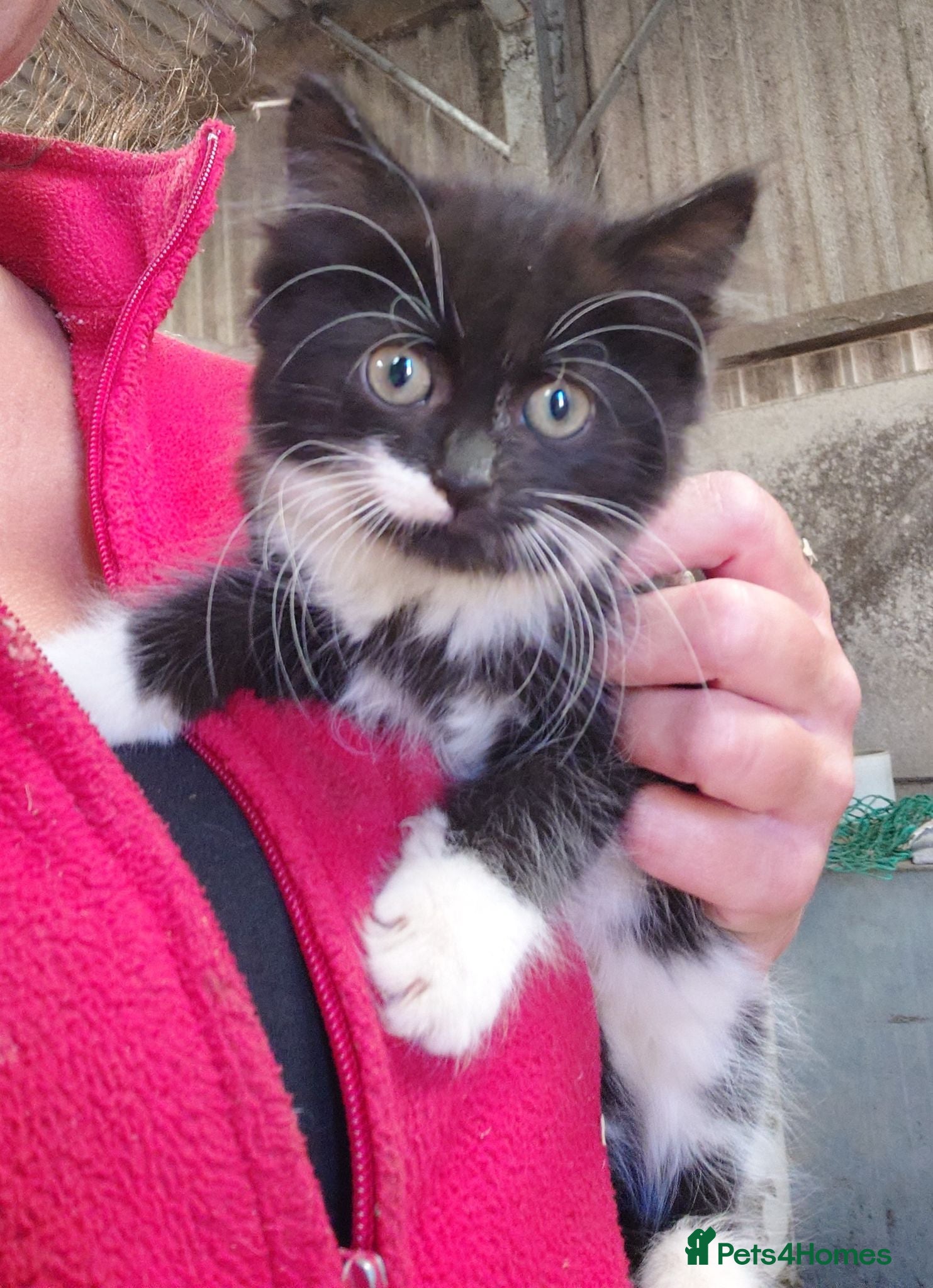 Mixed Breed cats Super Fluffy Farm Kittens  - Advert 2