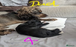 Mixed Breed dogs for sale: Cocker Jack Puppies - Image 14